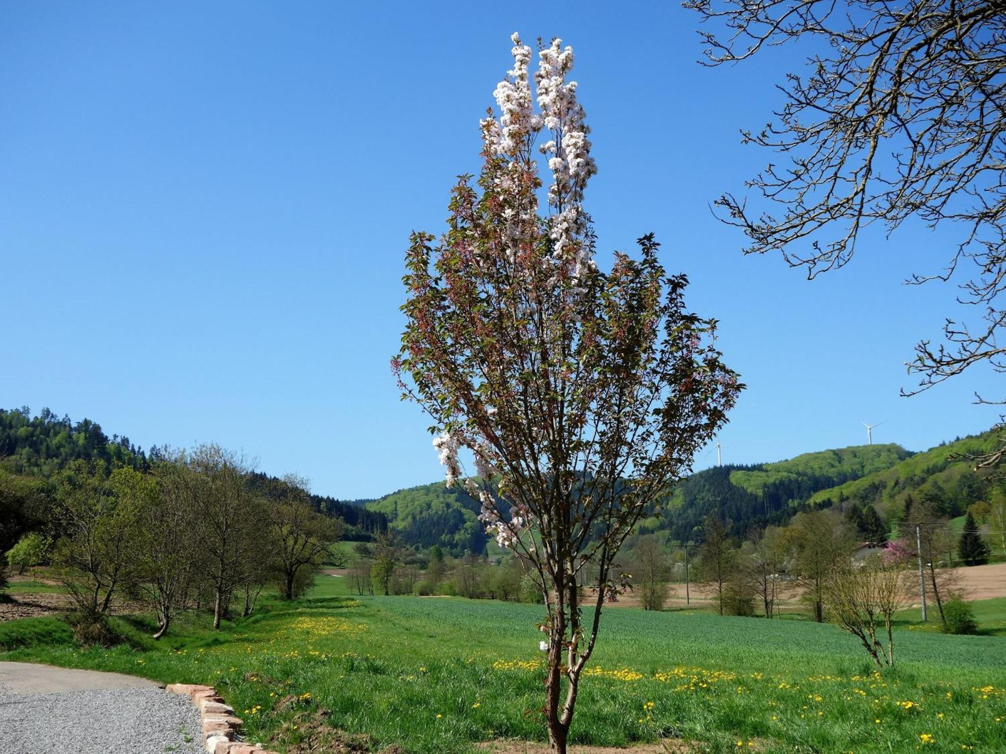 Ferienwohnungen Braun Seelbach  Esterno foto