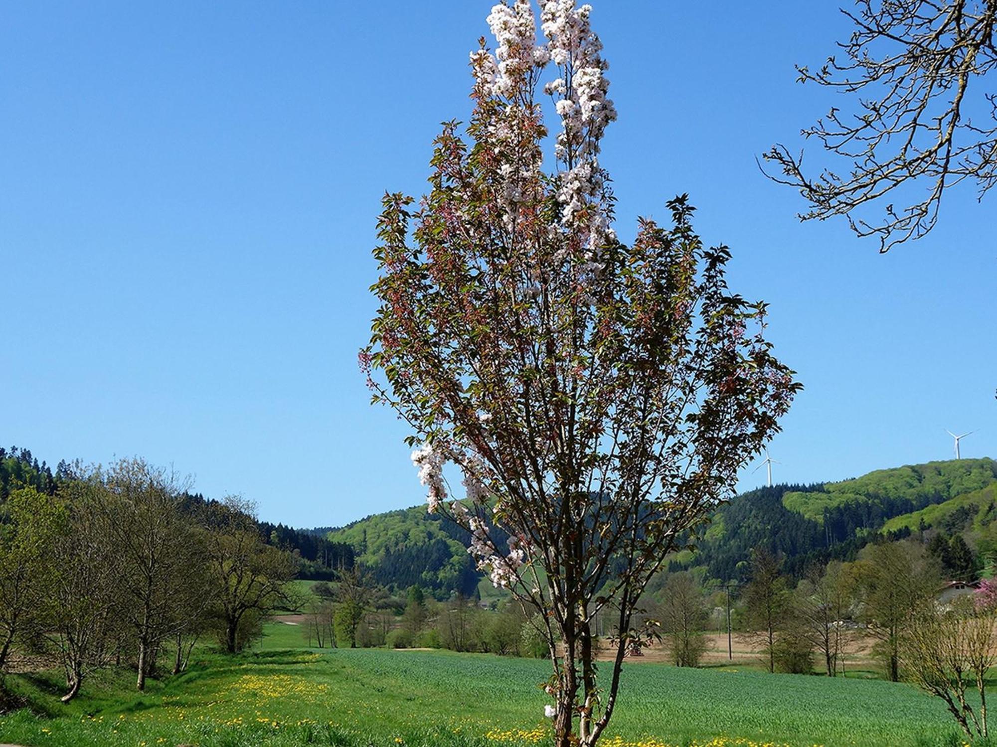 Ferienwohnungen Braun Seelbach  Esterno foto